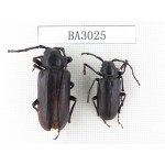 Cerambycidae sp. China, Yunnan, Nujiang, Lushui county. 2Pcs. BA3025.