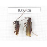 Cerambycidae sp. China, Yunnan, Nujiang, Lushui county. 2Pcs. BA3026.