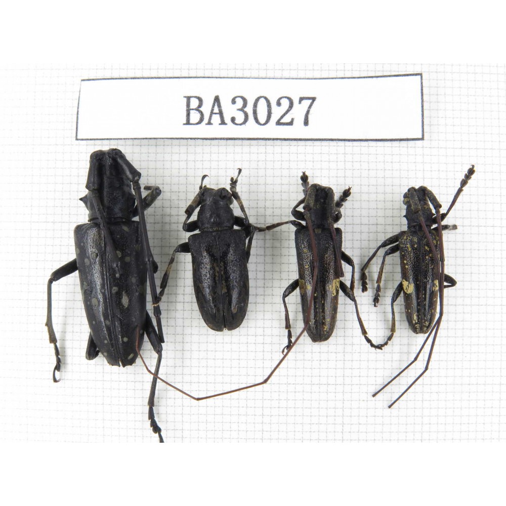 Cerambycidae sp. China, Yunnan, Nujiang, Lushui county. 4Pcs. BA3027.