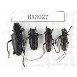 Cerambycidae sp. China, Yunnan, Nujiang, Lushui county. 4Pcs. BA3027.