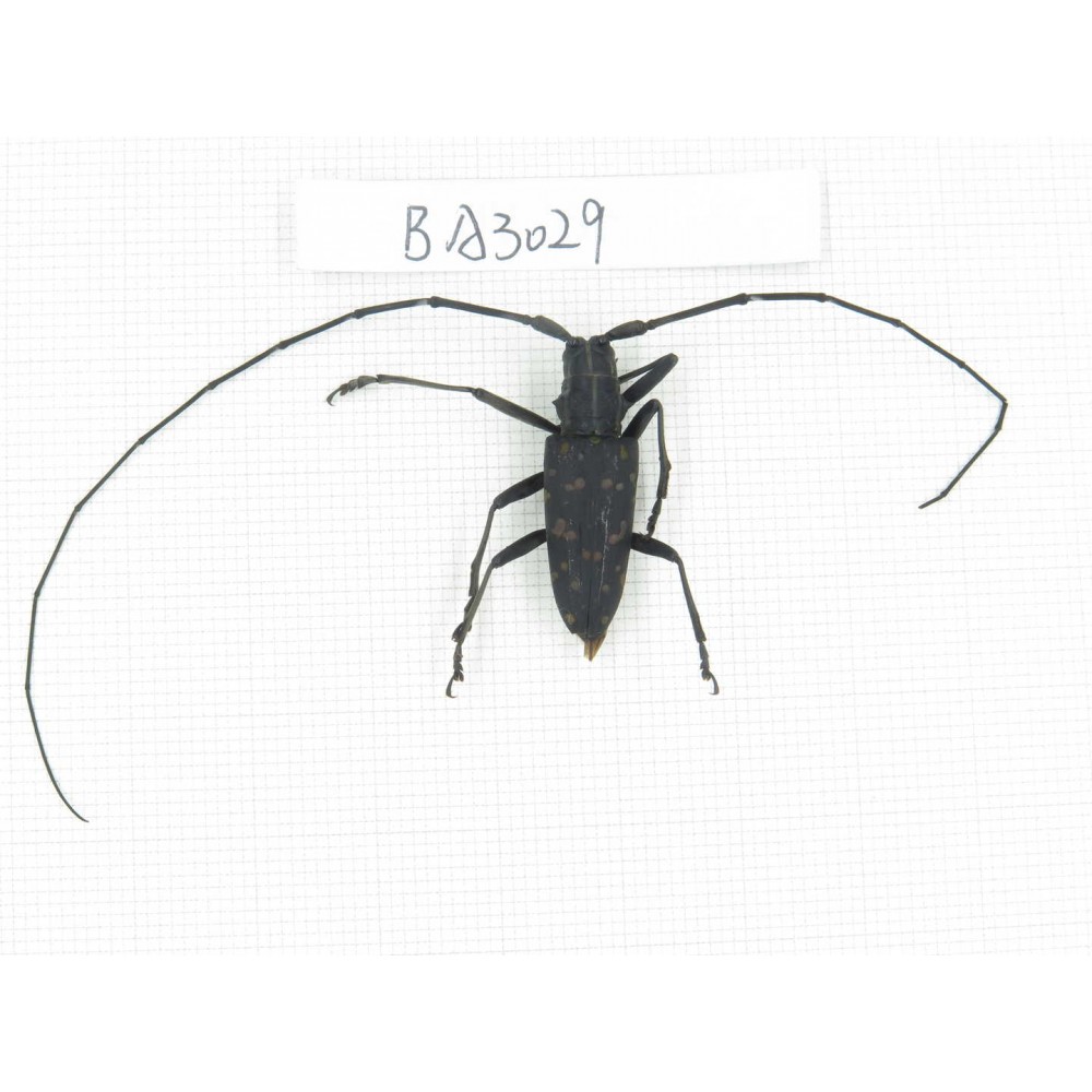 Cerambycidae sp. China, Yunnan, Dehong, Yingjiang county. 1Pcs. BA3029.