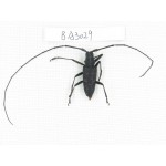 Cerambycidae sp. China, Yunnan, Dehong, Yingjiang county. 1Pcs. BA3029.