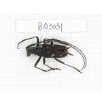 Cerambycidae sp. China, Yunnan, Dehong, Yingjiang county. 1Pcs. BA3031.
