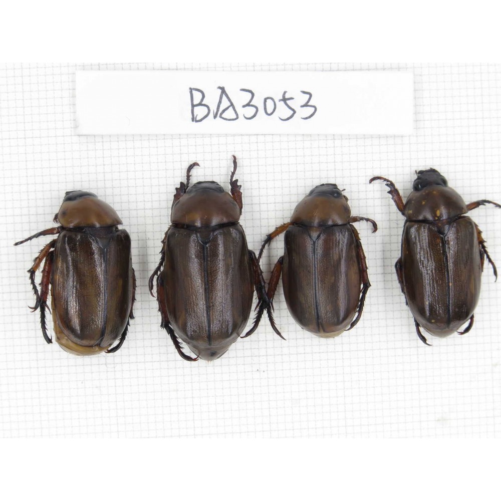 Melolonthidae sp. China, Yunnan, Dehong, Longchuan county. 4Pcs. BA3053.