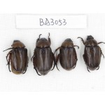 Melolonthidae sp. China, Yunnan, Dehong, Longchuan county. 4Pcs. BA3053.