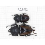 Neolucanus sp. China, Yunnan, Dehong, Longchuan county. 1P. BA3072.