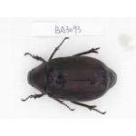 Melolonthidae sp. China, Yunnan, Chuxiong, Shuangbai county. 1Pcs. BA3093.