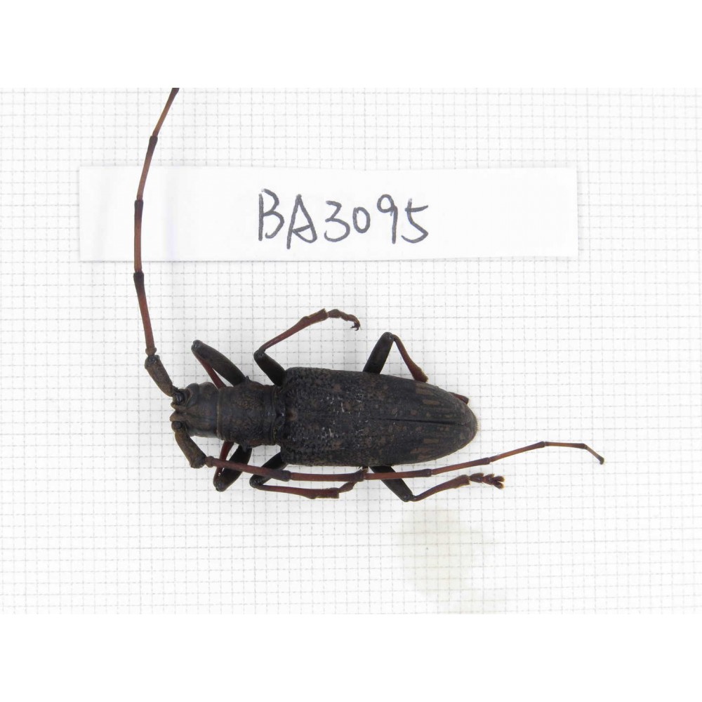 Cerambycidae sp. China, Yunnan, Chuxiong, Shuangbai county. 1Pcs. BA3095.