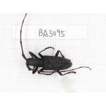 Cerambycidae sp. China, Yunnan, Chuxiong, Shuangbai county. 1Pcs. BA3095.