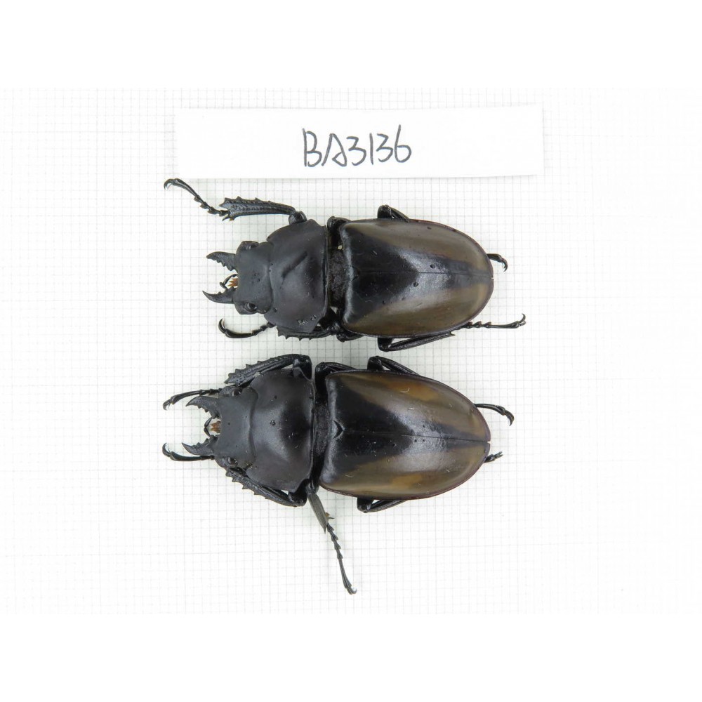 Neolucanus sp. China, Yunnan, Tengchong. 2M. BA3136.
