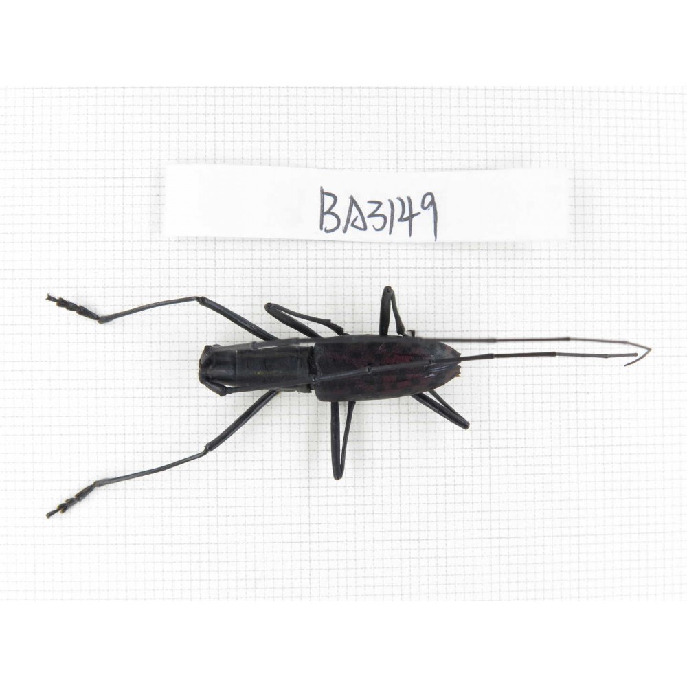 Cerambycidae sp. China, Yunnan, Xishuangbanna, Mengla. 1Pcs. BA3149.