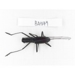 Cerambycidae sp. China, Yunnan, Xishuangbanna, Mengla. 1Pcs. BA3149.