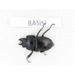 Neolucanus sp. China, Yunnan, Xishuangbanna, Mengla. 1M. BA3151.