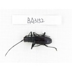 Cerambycidae sp. China, Yunnan, Xishuangbanna, Mengla. 1Pcs. BA3152.
