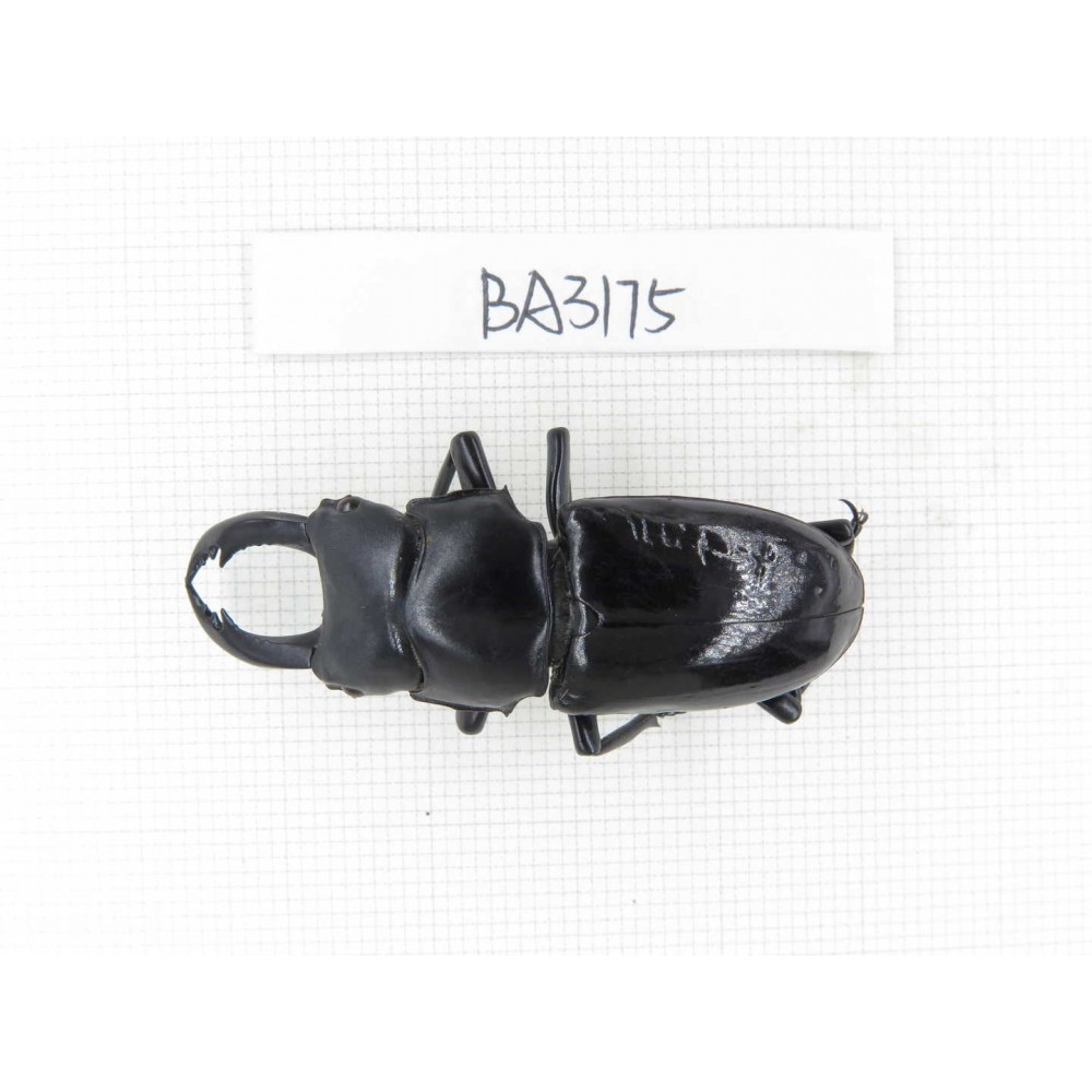 Dorcus sp. Myanmar, Kechin, Nanse. 1M. BA3175.