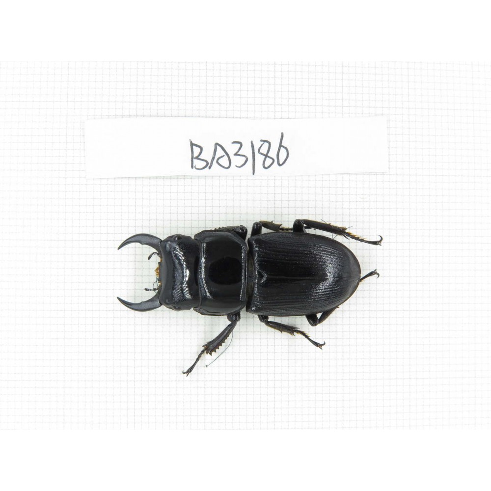 Dorcus sp. Myanmar, Kechin, Nanse. 1M. BA3186.