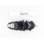 Dorcus sp. Myanmar, Kechin, Nanse. 1M. BA3191.