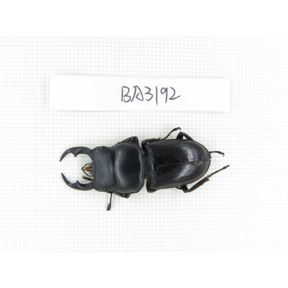 Dorcus sp. Myanmar, Kechin, Nanse. 1M. BA3192.
