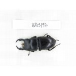 Dorcus sp. Myanmar, Kechin, Nanse. 1M. BA3192.