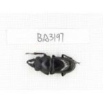 Dorcus sp. Myanmar, Kechin, Nanse. 1M. BA3197.