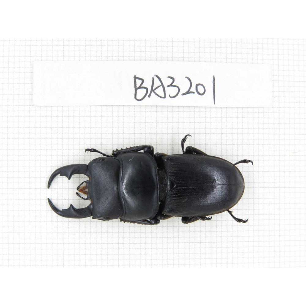 Dorcus sp. Myanmar, Kechin, Nanse. 1M. BA3201.