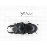 Dorcus sp. Myanmar, Kechin, Nanse. 1M. BA3201.