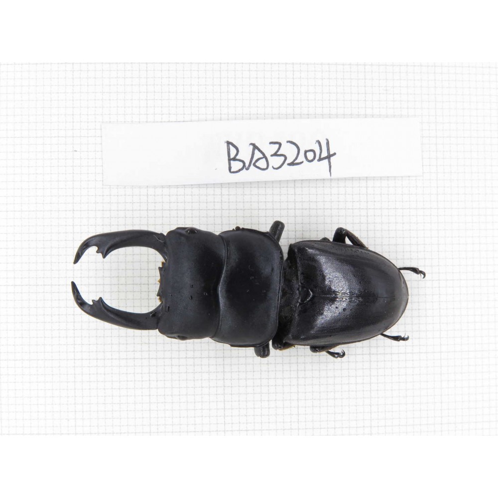 Dorcus sp. Myanmar, Kechin, Nanse. 1M. BA3204.