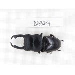 Dorcus sp. Myanmar, Kechin, Nanse. 1M. BA3204.