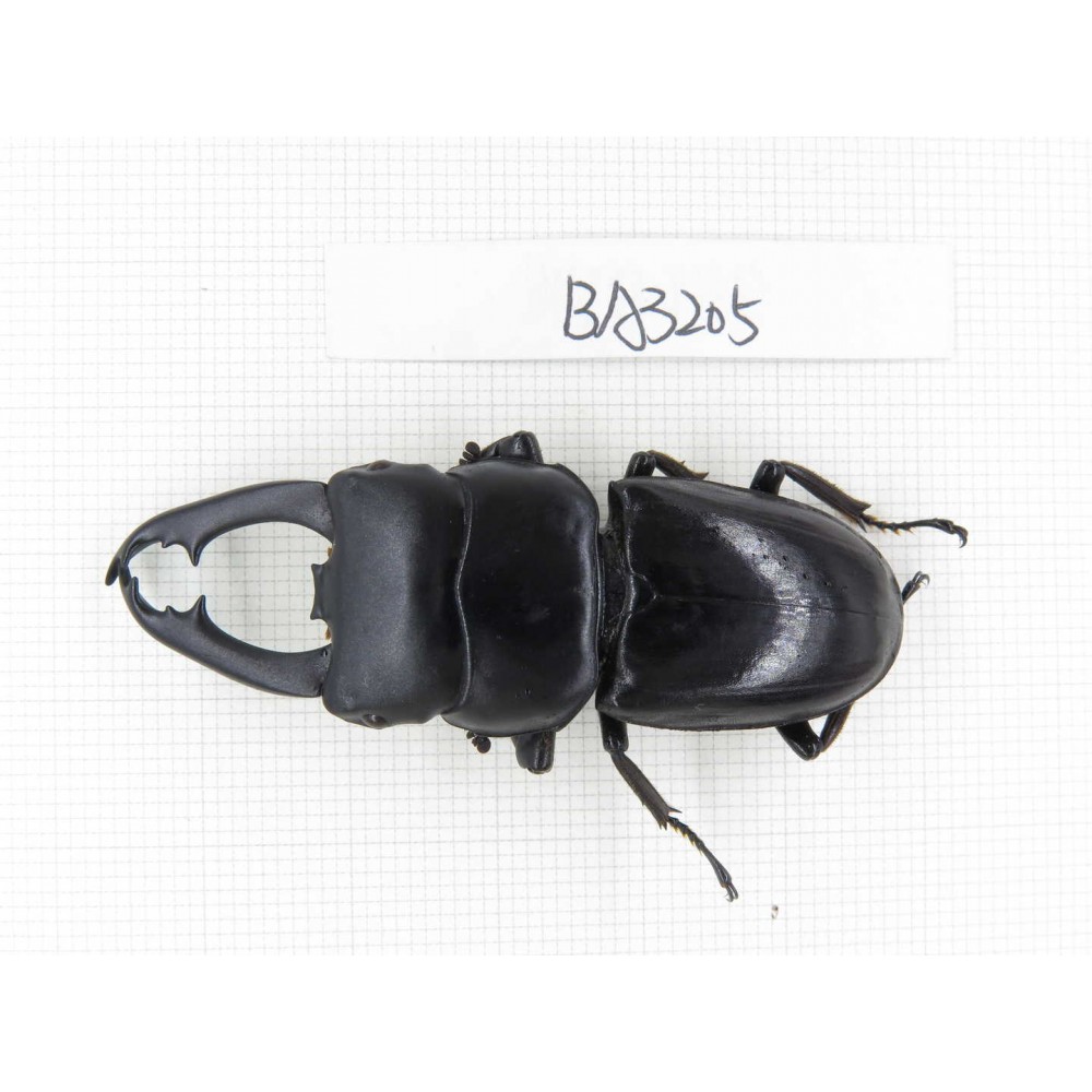 Dorcus sp. Myanmar, Kechin, Nanse. 1M. BA3205.