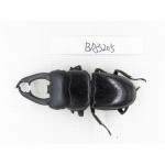Dorcus sp. Myanmar, Kechin, Nanse. 1M. BA3205.