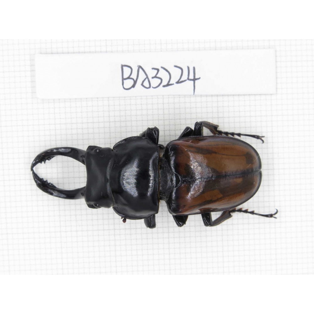 Dorcus sp. Myanmar, Kechin, Nanse. 1M. BA3224.