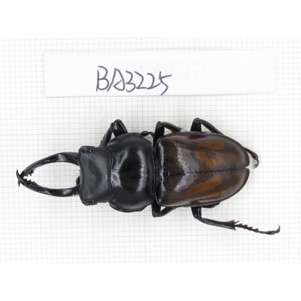 Dorcus sp. Myanmar, Kechin, Nanse. 1M. BA3225.
