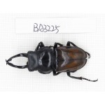 Dorcus sp. Myanmar, Kechin, Nanse. 1M. BA3225.