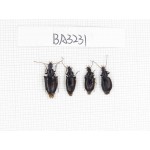 Carabidae sp. China, Yunnan, Xiangerila, Mt.Daxueshan. 4Pcs. BA3231.