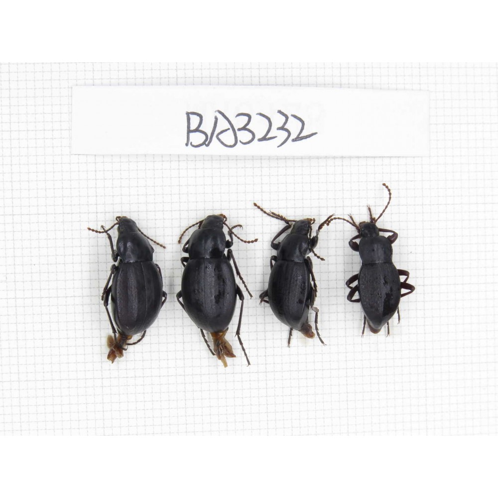 Tenebrionidae sp. China, Yunnan, Xiangerila, Mt.Daxueshan. 4Pcs. BA3232.