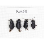 Tenebrionidae sp. China, Yunnan, Xiangerila, Mt.Daxueshan. 4Pcs. BA3232.