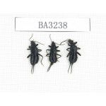 Dermaptera sp. China, Tibet, Linzhi, Bomi county. 3Pcs. BA3238.