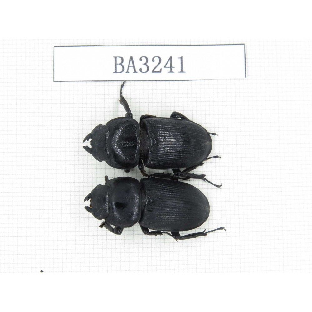 Dorcus sp. China, Tibet, Linzhi, Bomi county. 2F. BA3241.