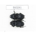 Dorcus sp. China, Tibet, Linzhi, Bomi county. 2F. BA3241.