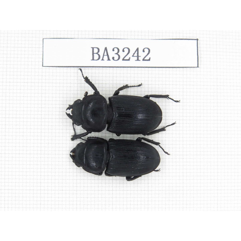 Dorcus sp. China, Tibet, Linzhi, Bomi county. 2F. BA3242.