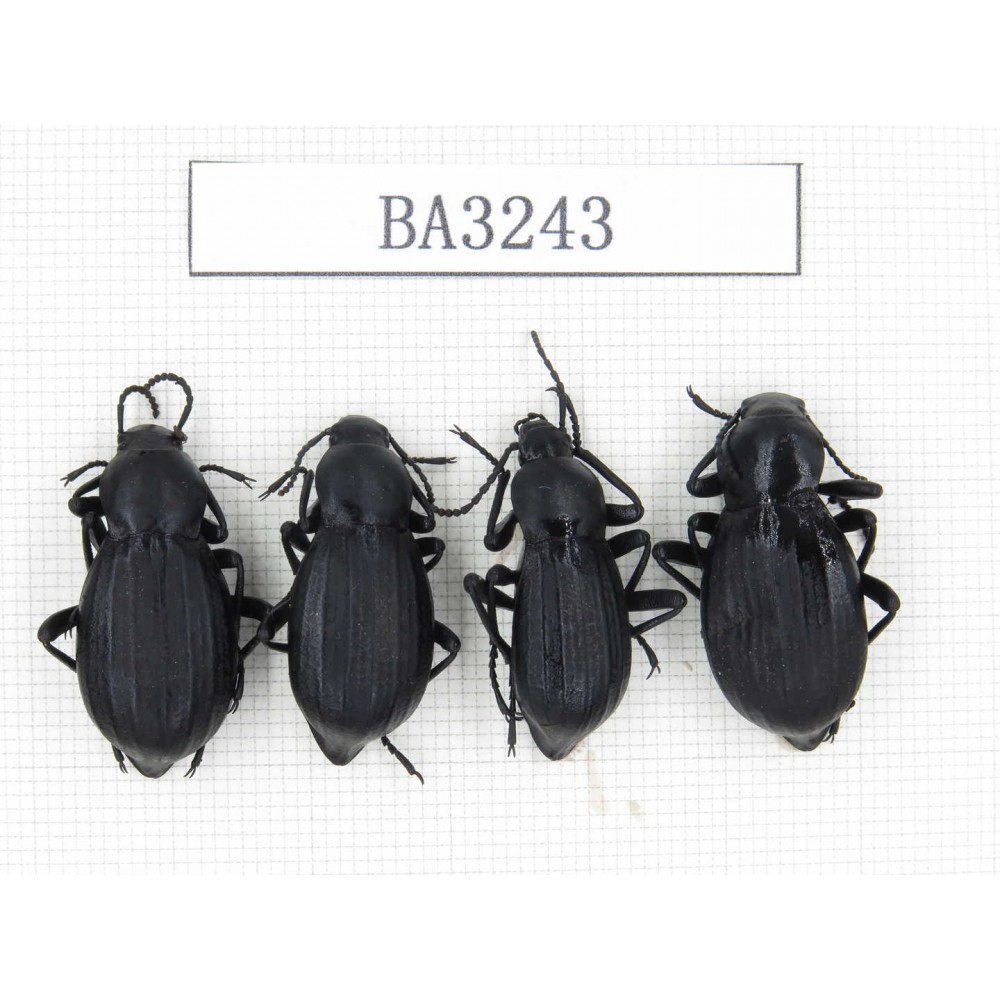 Tenebrionidae sp. China, Tibet, Linzhi, Bomi county. 4Pcs. BA3243.