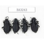 Tenebrionidae sp. China, Tibet, Linzhi, Bomi county. 4Pcs. BA3243.