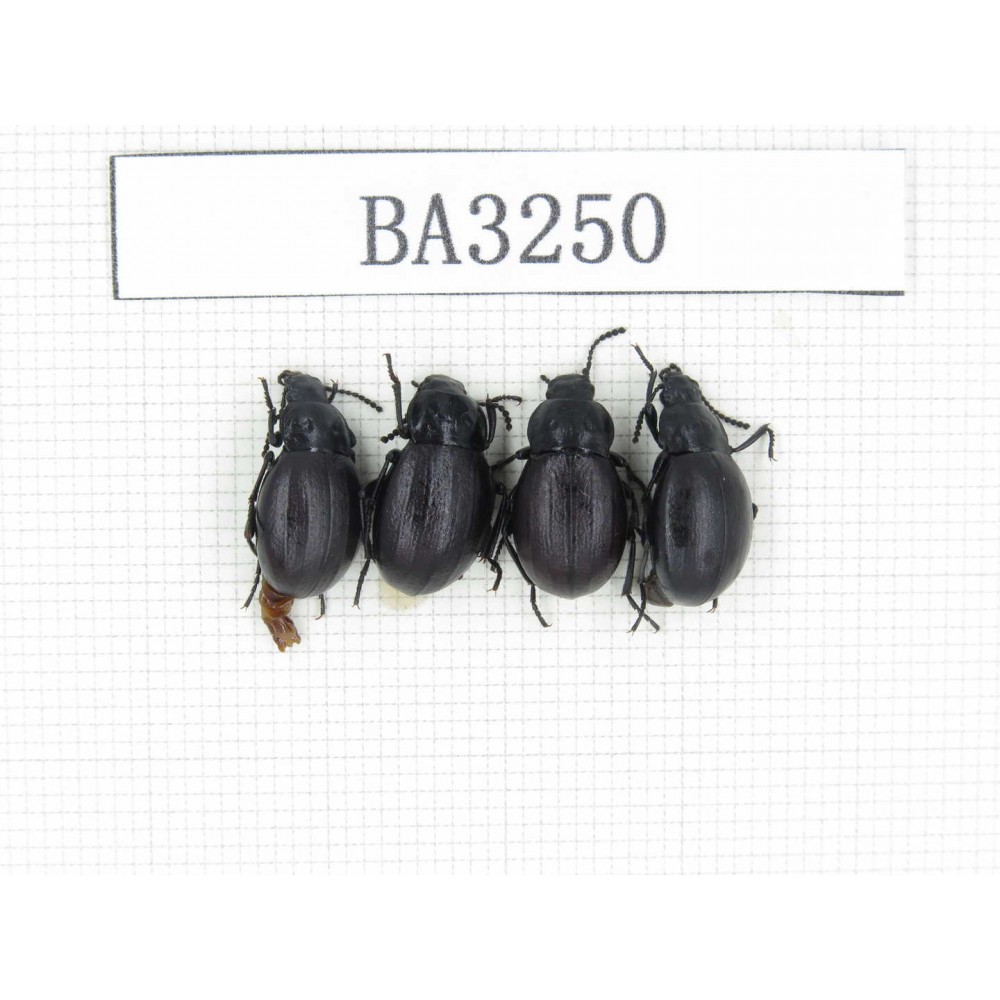 Tenebrionidae sp. China, Tibet, Linzhi, Mt.Serkyla. 4Pcs. BA3250.