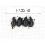 Tenebrionidae sp. China, Tibet, Linzhi, Mt.Serkyla. 4Pcs. BA3250.