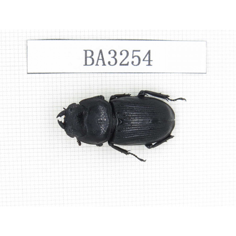 Dorcus sp. China, Tibet, Linzhi, Mt.Serkyla. 1F. BA3254.