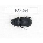 Dorcus sp. China, Tibet, Linzhi, Mt.Serkyla. 1F. BA3254.