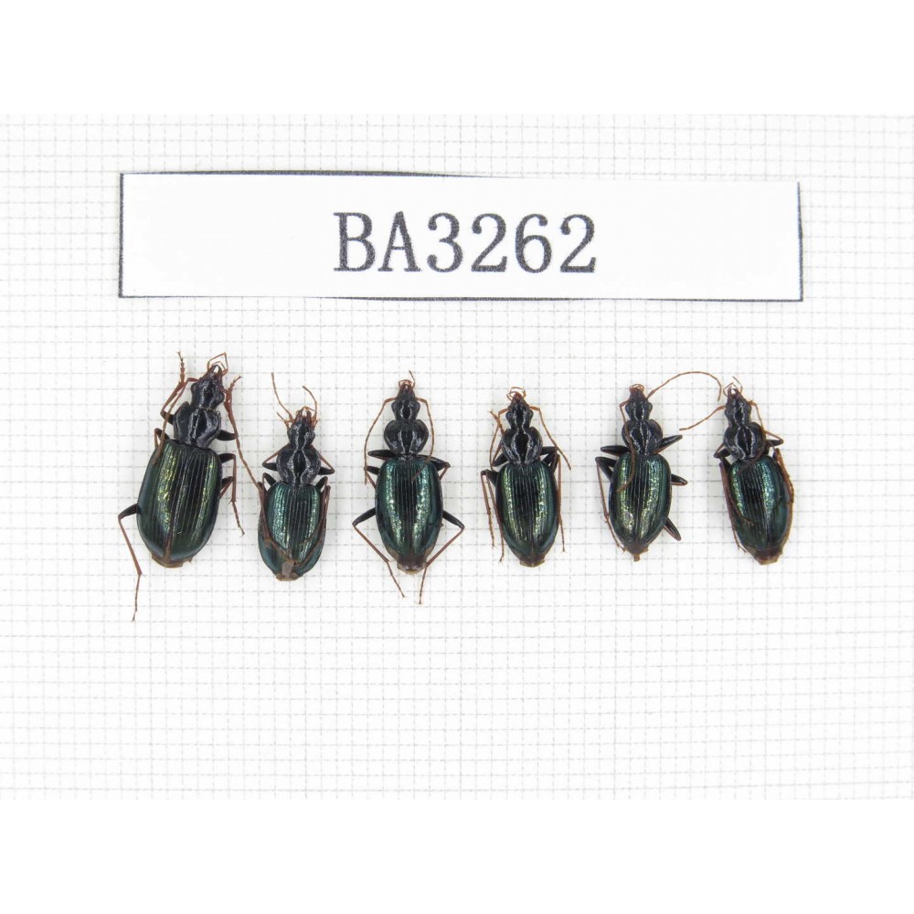 Carabidae sp. China, Tibet, Linzhi, Bomi county. 6Pcs. BA3262.