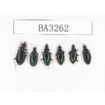 Carabidae sp. China, Tibet, Linzhi, Bomi county. 6Pcs. BA3262.