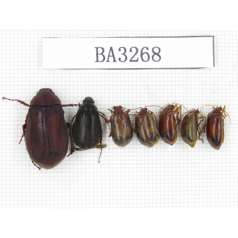 Melolonthidae sp. China, Tibet, Linzhi, Bomi county. 7Pcs. BA3268.