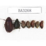 Melolonthidae sp. China, Tibet, Linzhi, Bomi county. 7Pcs. BA3268.